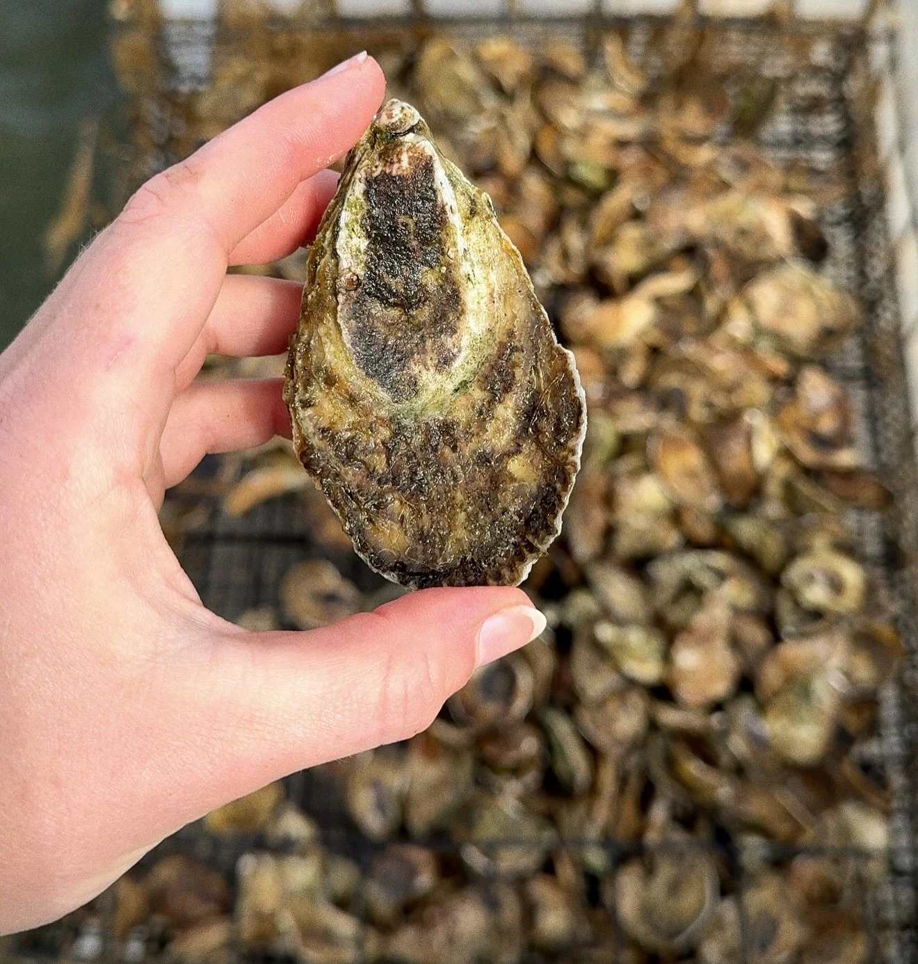 Breachways on the menu 🦪🦪🦪
Shipping these beauties down to DC for Oyster Wars at @thesaltline this weekend! But of course you can find them on a raw bar near you here in RI too. 
And yes, they are especially delicious this time of year. Eat up ?