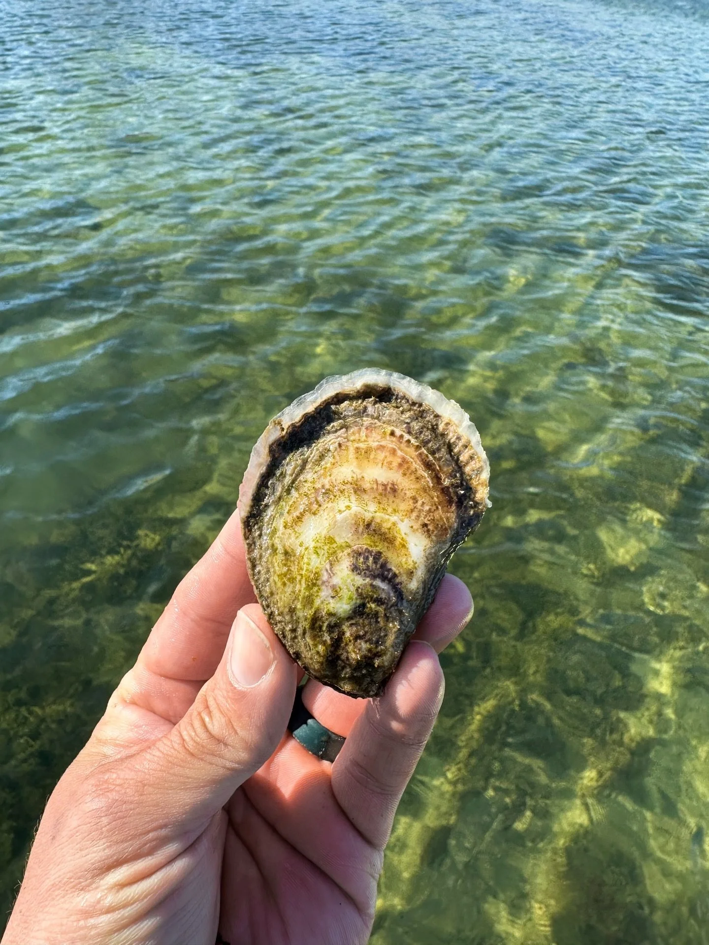 First signs of spring on the farm 🤙🏻 🦪⁠ The oysters are showing some fresh growth, the water is warming up, and a full day of sun helps dry the gear from winter fouling. We love to see it!

#oysterfarm #rhodeisland #aquaculture