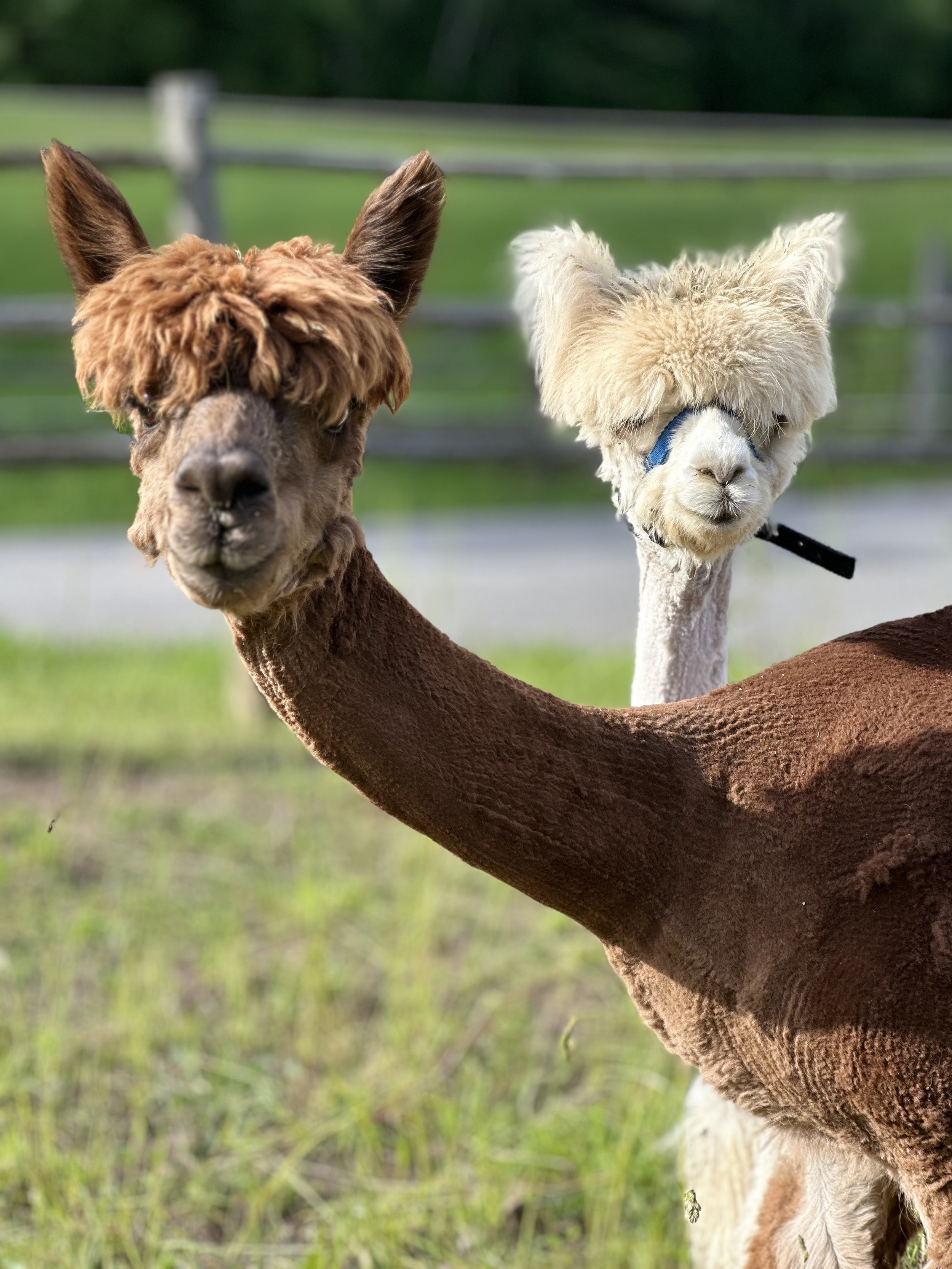 Two friendly alpacas posing for the camera at Marmora Retreat farm