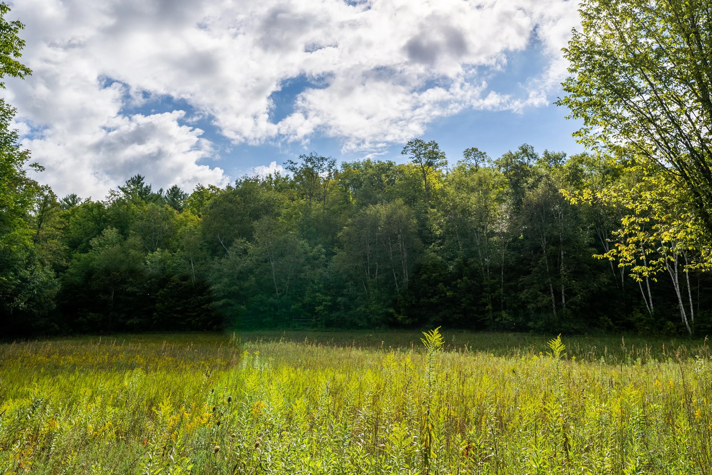Wildlife Viewing Guide: Animal Spotting at Marmora Retreat