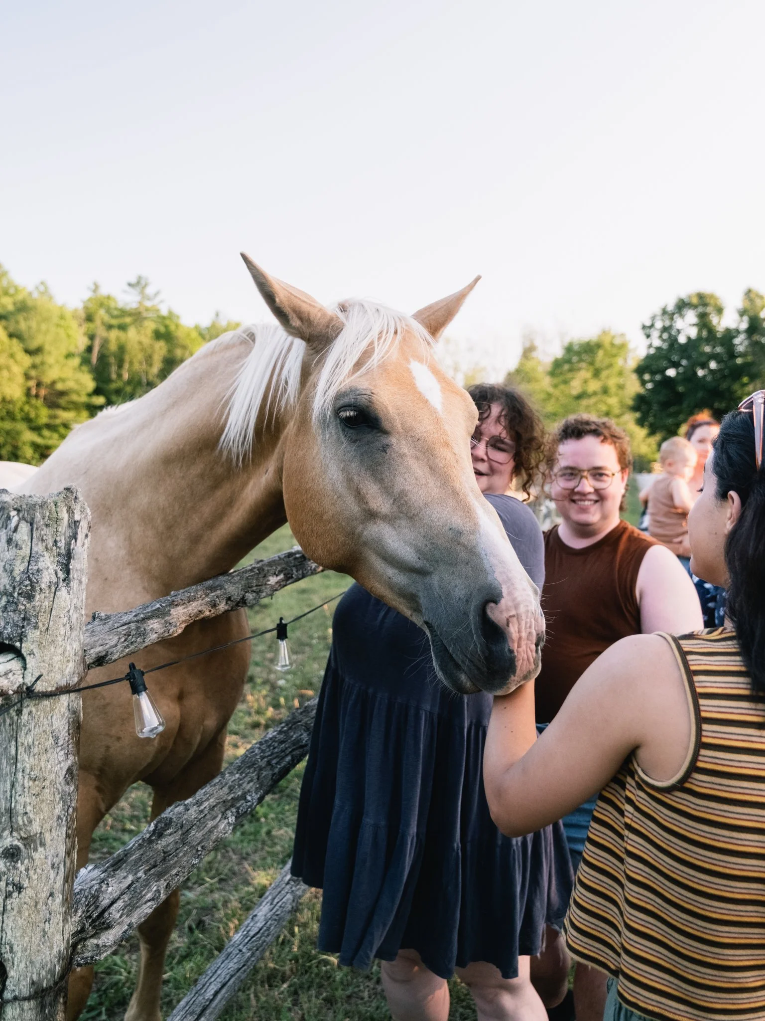 Visit the horses