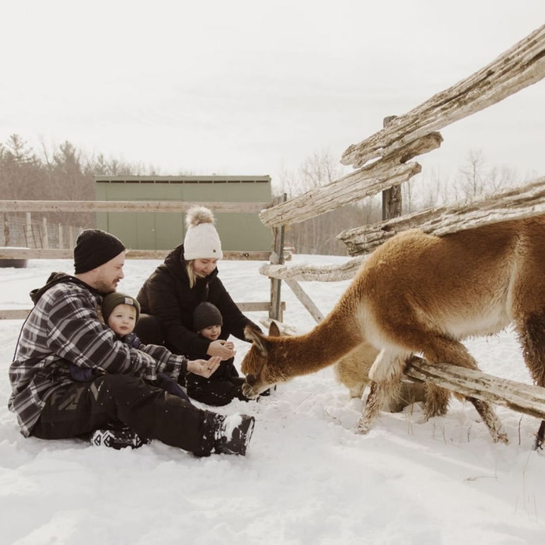 Guests interacting with alpaca in snow during winter
