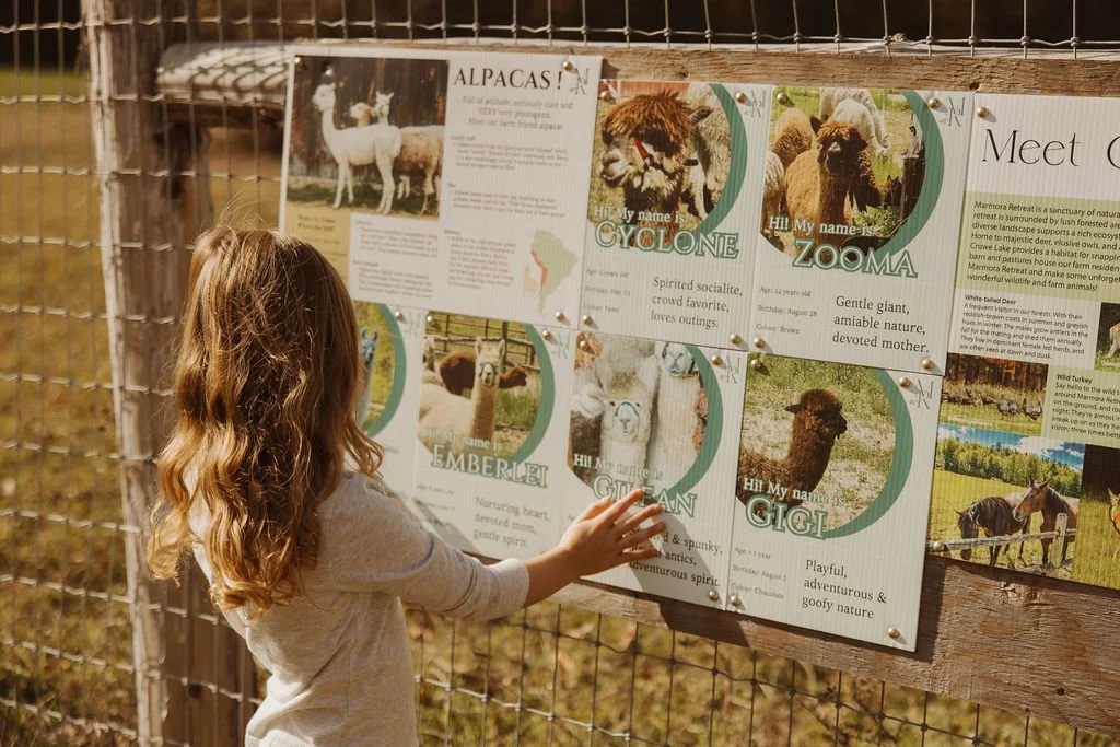 Learn about alpacas and our herd
