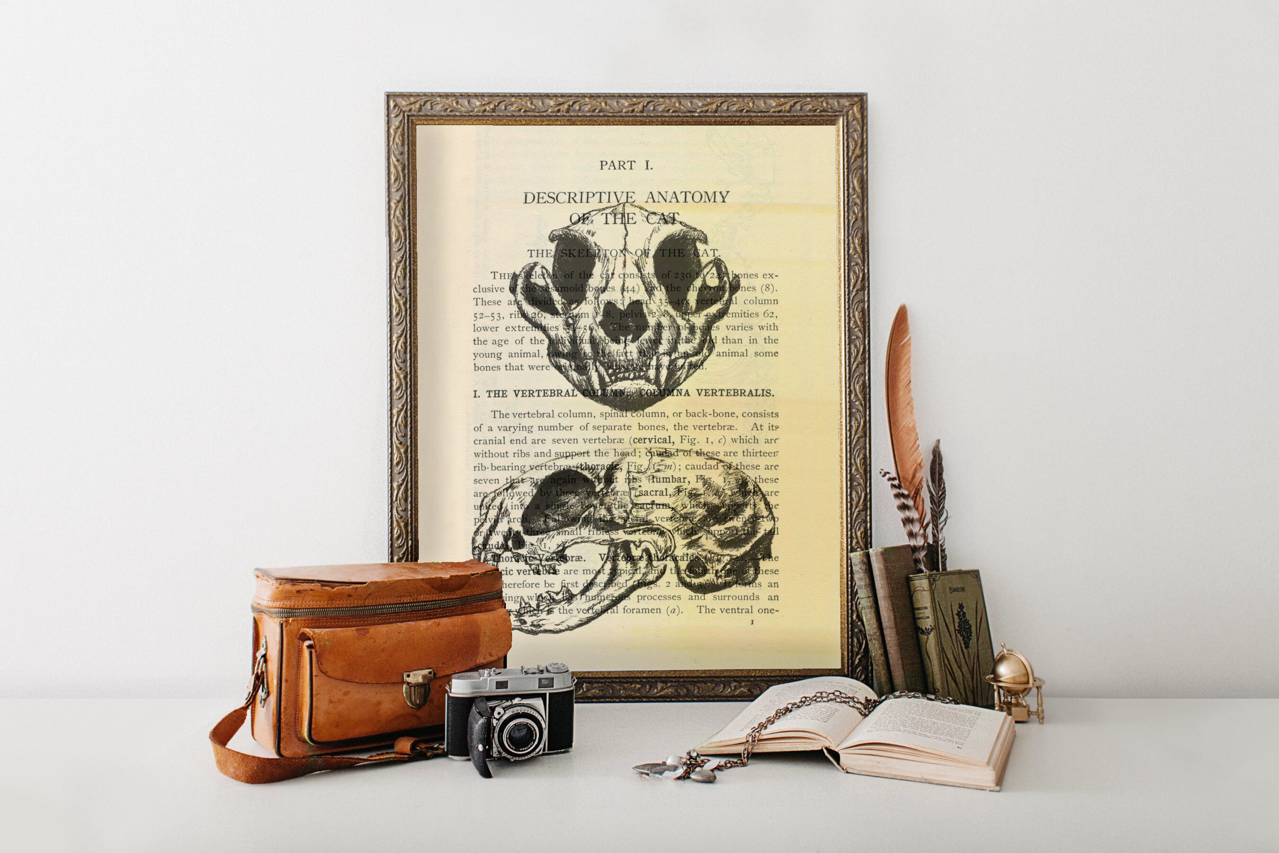 https://i.etsystatic.com/13547835/r/il/736c0a/2337892064/il_fullxfull.2337892064_6c2t.jpg