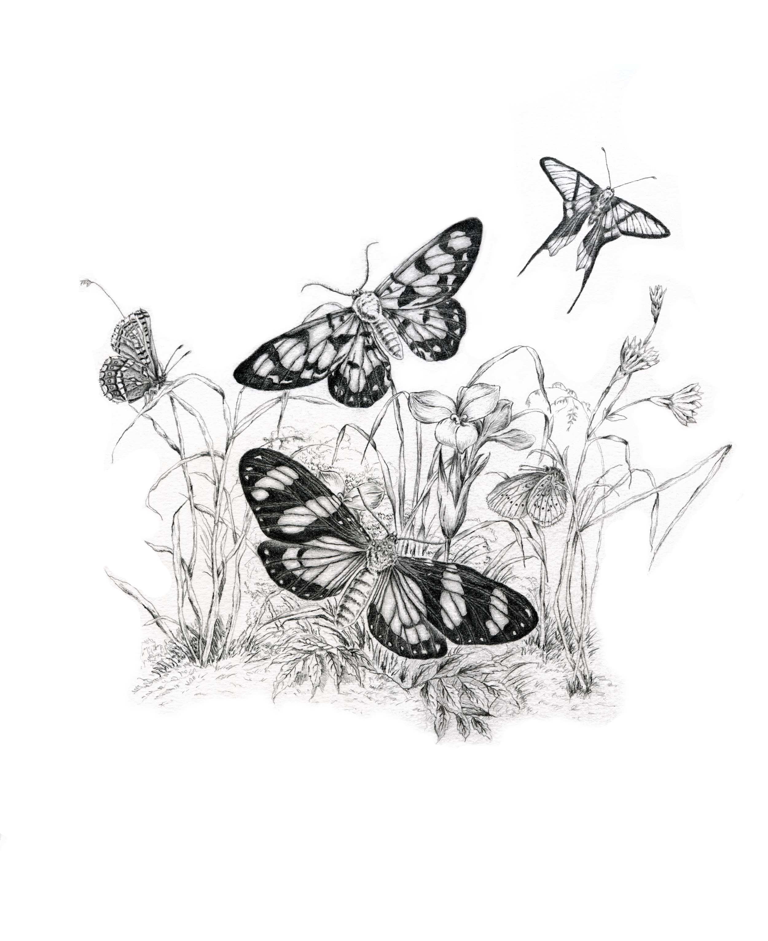 Songs of Natures Echo