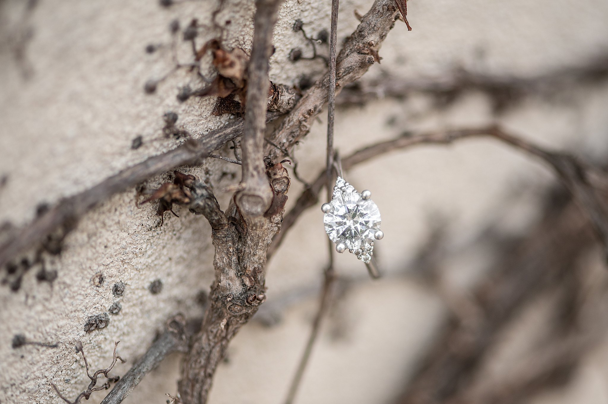 Longwood Gardens Winter Engagement Session Photography Session_4159.jpg
