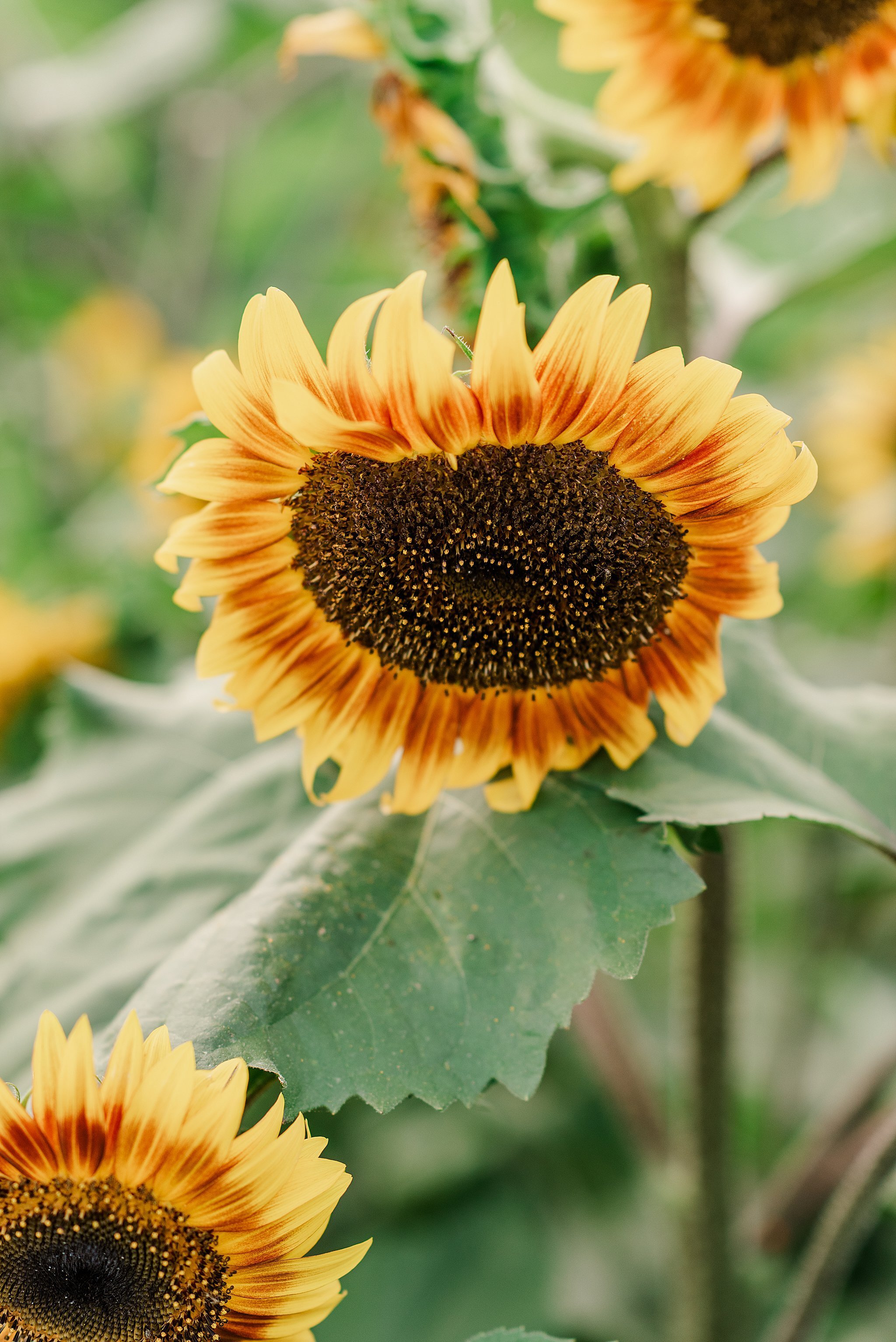 Sunflower Field Engagement Session Lancaster PA Farm_3323.jpg