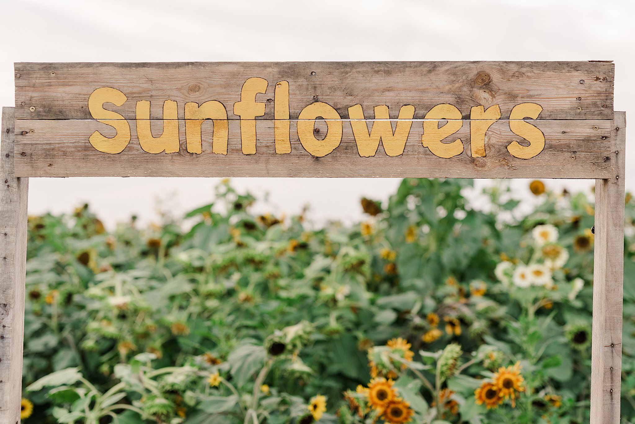 Sunflower Field Engagement Session Lancaster PA Farm_3346.jpg