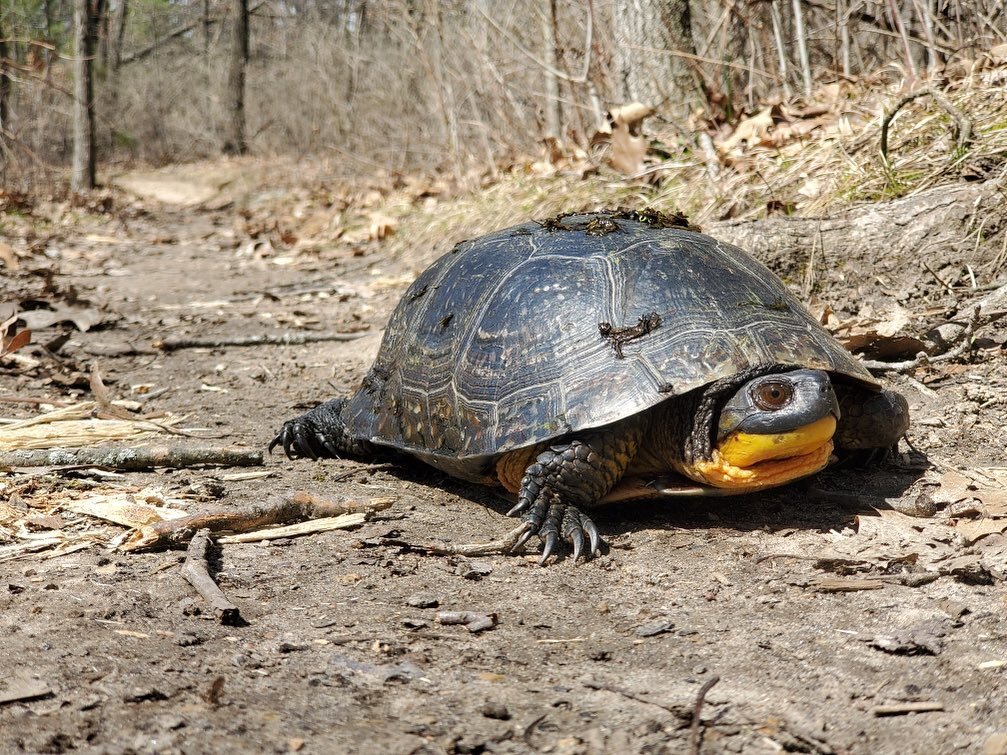 Trail Boss Chad found an endangered Blanding&rsquo;s Turtle while surveying trails.  Reminder to turn off the Strava on occasion and look around at some of the most beautiful landscape in Southern WI.  Please remember to tread lightly as we pass thro