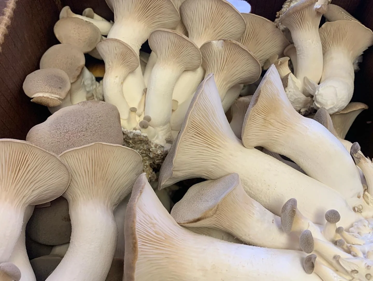Official site image from Fungus Farm Colorado showing listed products or brand materials.