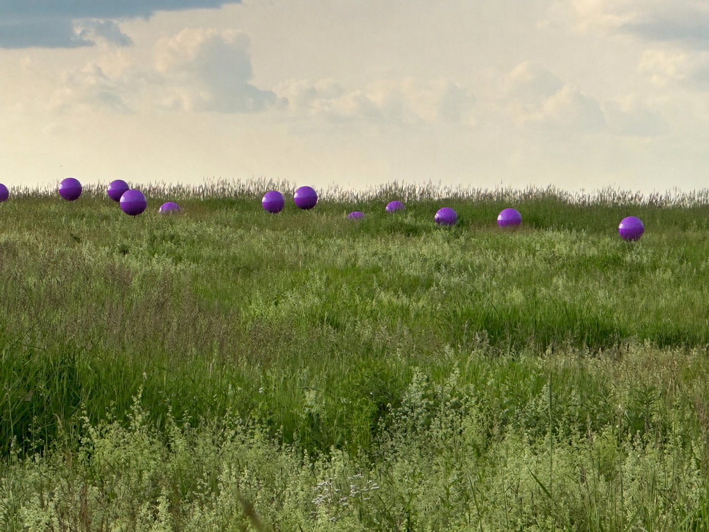 Alliums 2.png