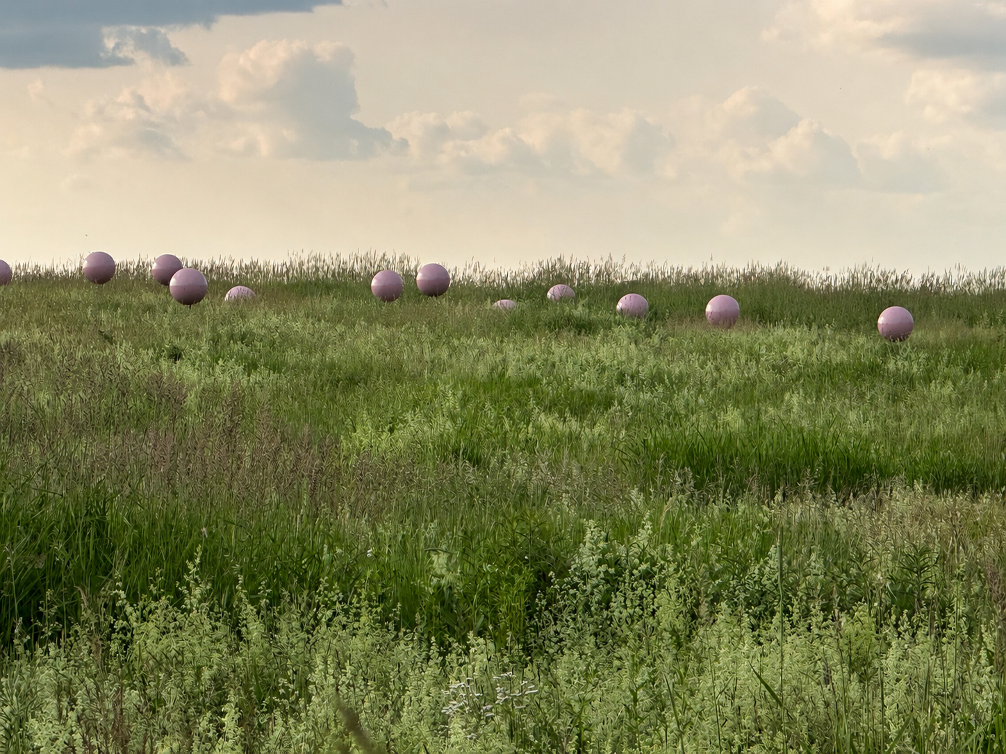 Hellebores.png
