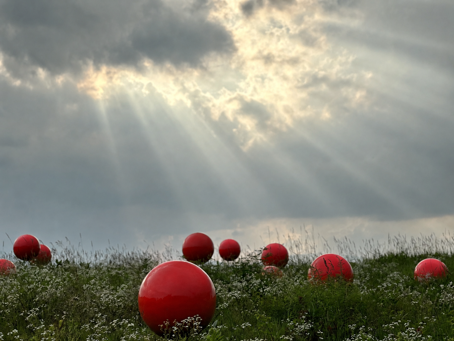 Poppies 2.png