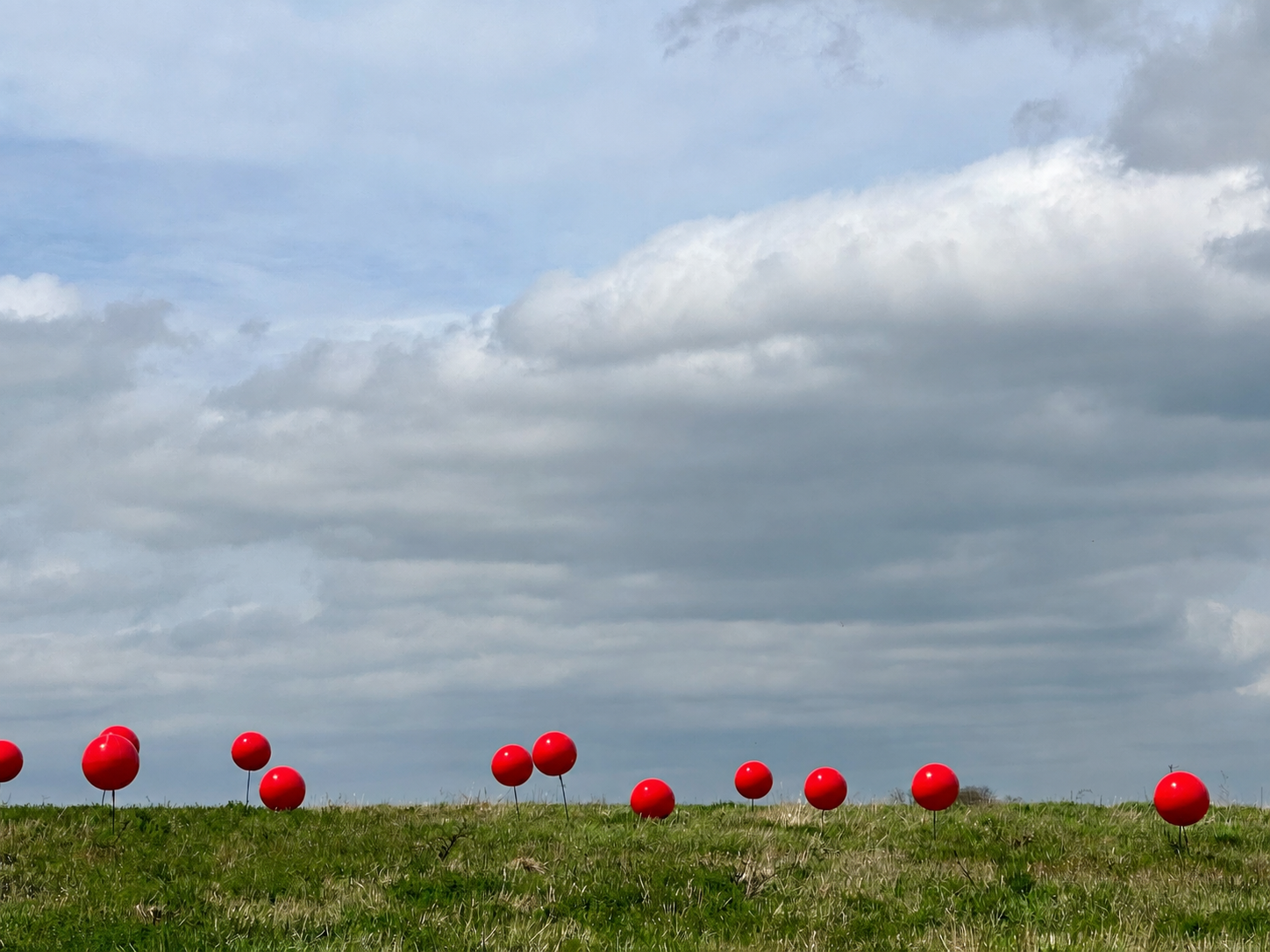 Poppies.png
