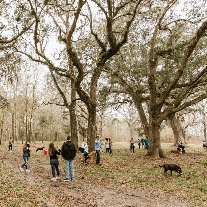 Winter in the oak hammock. If you&rsquo;ve joined us at Canine Field Day, you&rsquo;ve certainly landed among these towering and treasured trees. 
⠀⠀⠀⠀⠀⠀⠀⠀⠀
Catch us at the next Canine Field Day! Dates are posted through May at the link in our profil