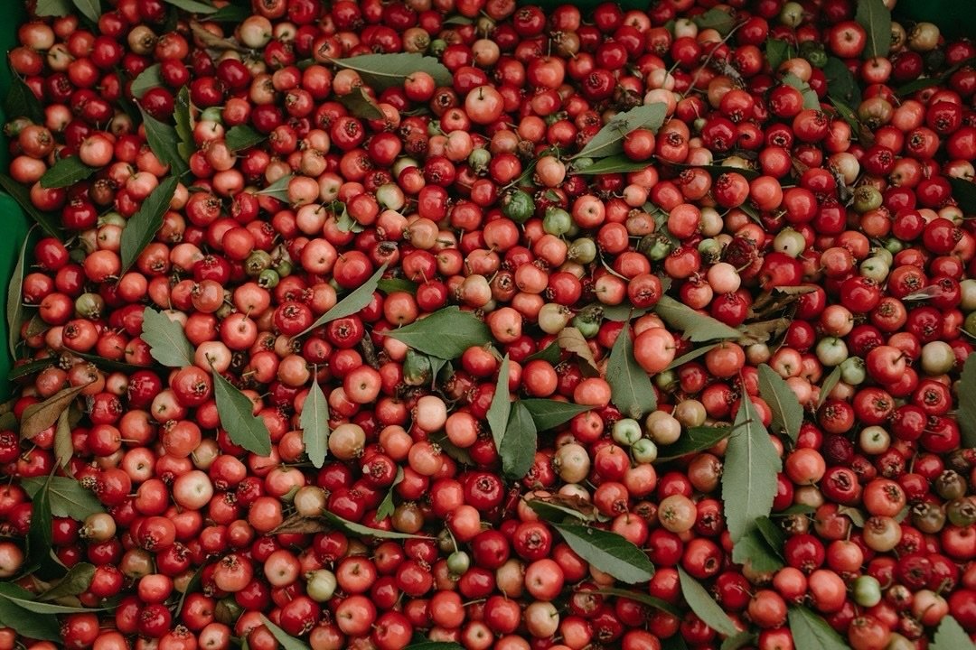 The mayhaw harvest is upon us! These little red gems will be juiced for making jelly and cider. There&rsquo;s a lot happening at Congaree and Penn, but our mayhaw trees and their fruit are the stars of our farm.
⠀⠀⠀⠀⠀⠀⠀⠀⠀
If you are interested in pur