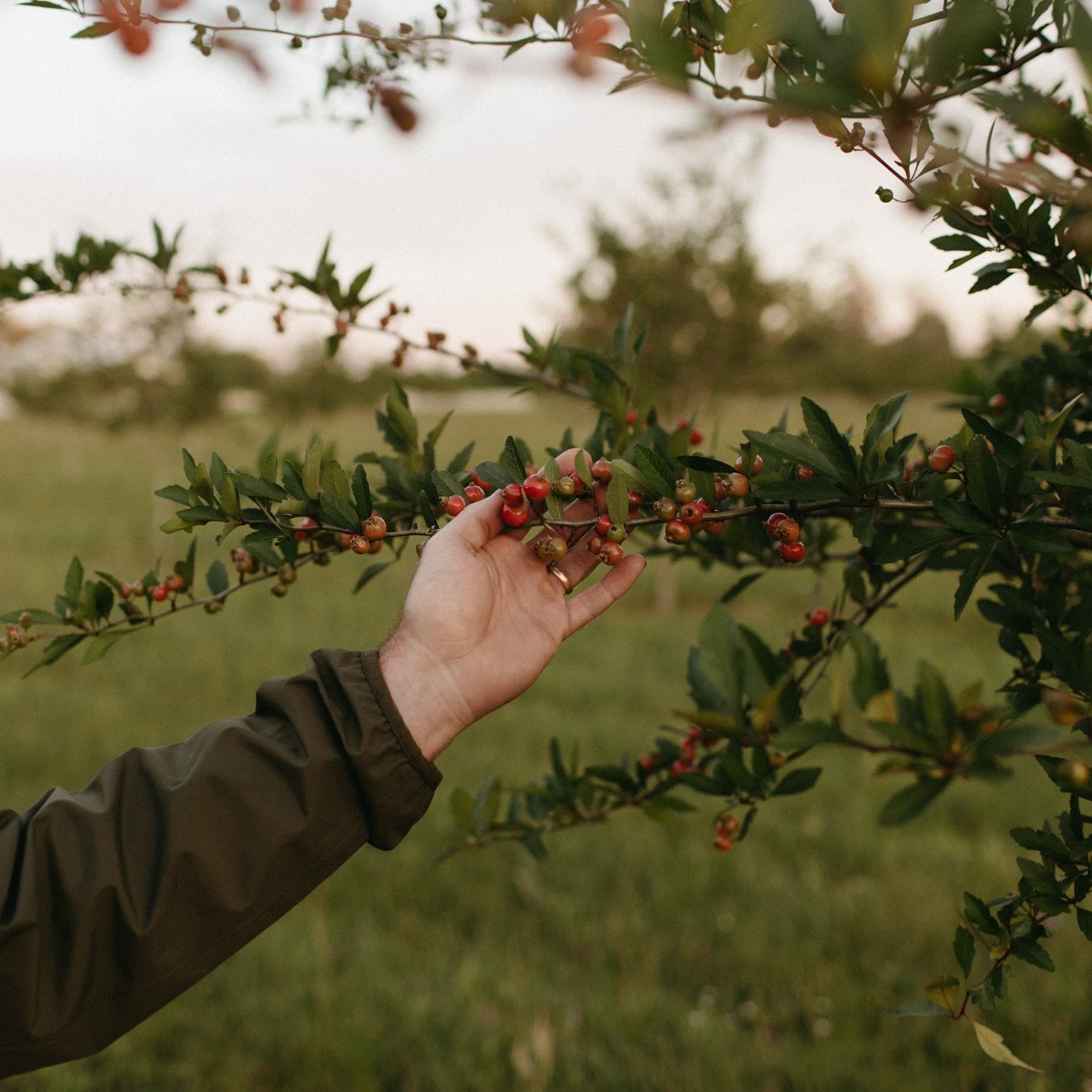 Happy May(haw) Day! The mayhaw harvest has begun, and we&rsquo;re inviting you to join us! Pick your own mayhaw fruit from Congaree and Penn&rsquo;s orchards. 

You&rsquo;ll need a farm pass and a picking basket provided by Congaree and Penn. Fill yo