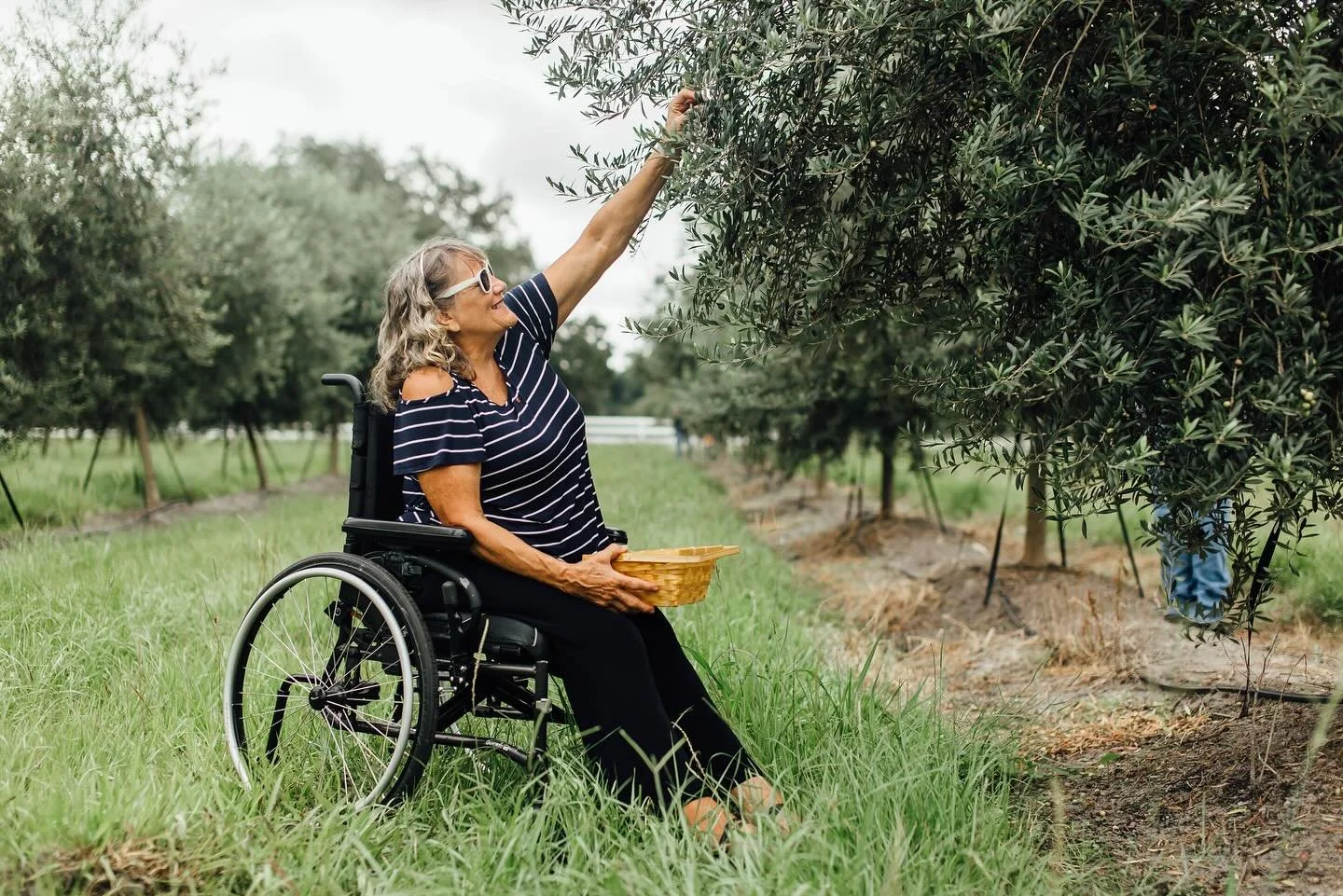 Join us for the 2025 Arbequina olive harvest on August 16th and 23rd!

Check in at the farm stand upon arrival to receive your two gallon olive harvest bucket, then hop on the farm wagon for a short ride to the olive grove. Farmer Matt Torak will wel