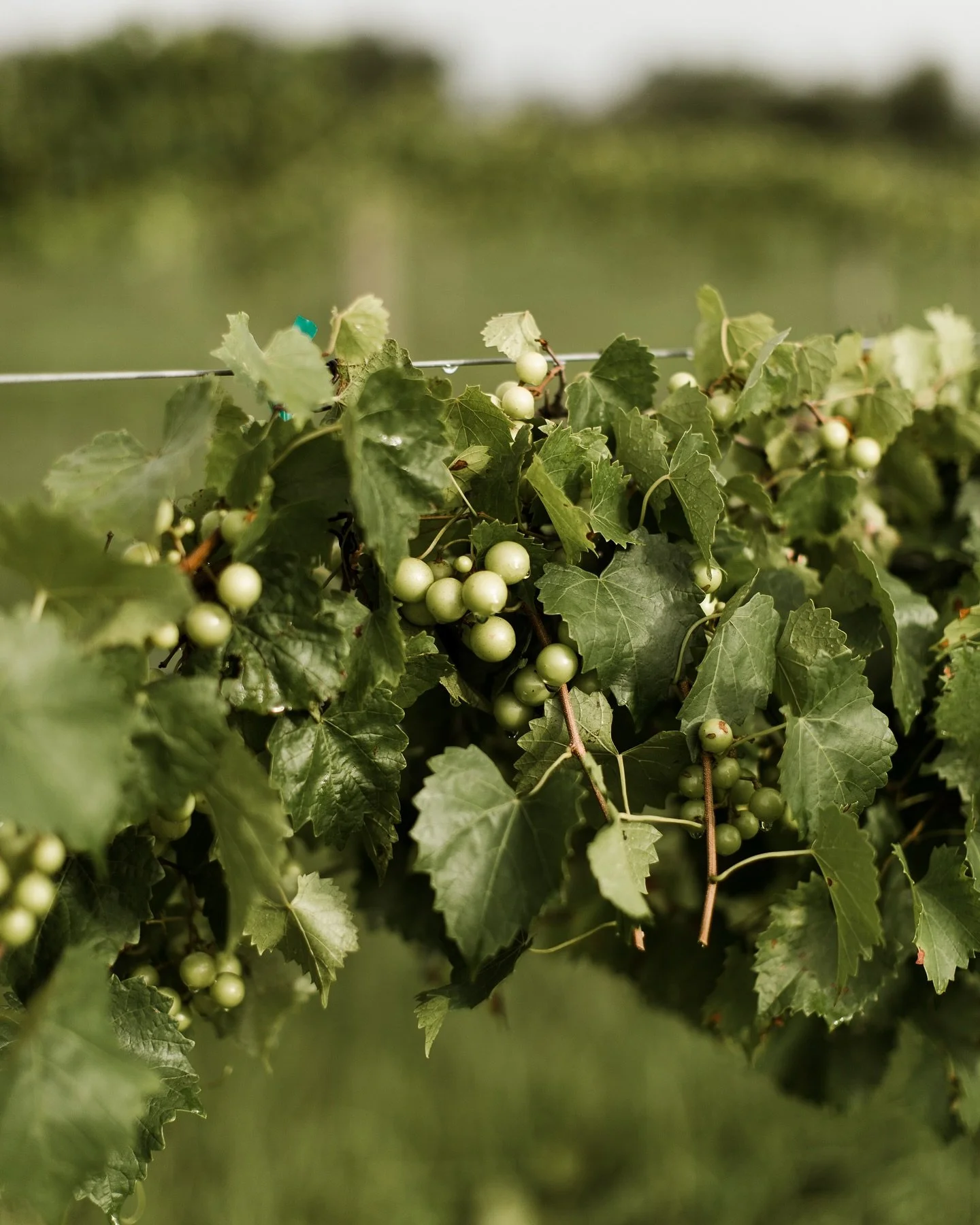 It&rsquo;s muscadine grape season at Congaree and Penn! Our grapevines are loaded with fruit that is yours for the picking &ndash; join us during business hours throughout August (and maybe a little bit in September).
⠀⠀⠀⠀⠀⠀⠀⠀⠀
How It Works
⠀⠀⠀⠀⠀⠀⠀⠀⠀