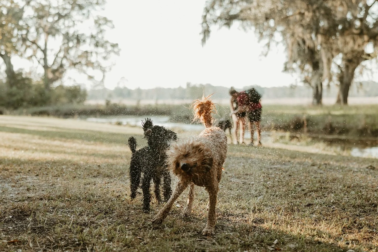The dog days of summer are dwindling, and if you&rsquo;re a dog person, you know what that means. Canine Field Day returns! It&rsquo;s an off-leash outdoor adventure on Congaree and Penn&rsquo;s acres. 
⠀⠀⠀⠀⠀⠀⠀⠀⠀
Learn about Canine Field Day and regi