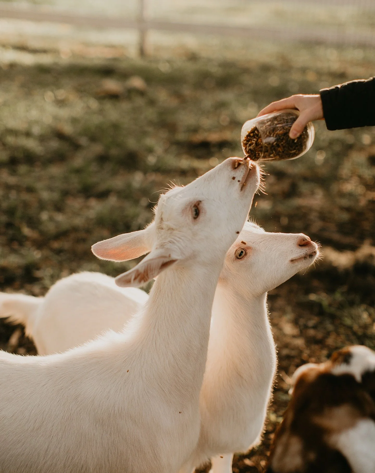 Every hour is a happy hour at the farm &ndash; just ask our goats. If you&rsquo;re looking for some hang time with our furry and feathered friends, visit congareeandpenn.com/animals to learn about opportunities.