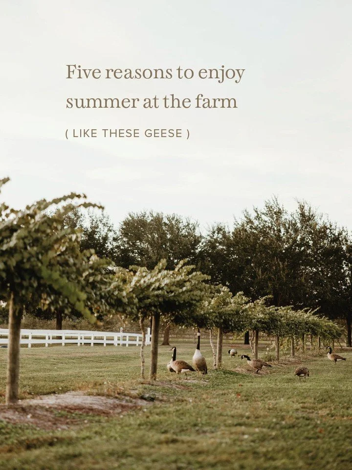 Summer at Congaree and Penn is quiet. It's a season where many of us humans flock to the beach, to the pool, to anywhere north of Florida. But there are a few perks to summertime at the farm. 

1. It's green. It's lush. It's thriving! 

2. The sunset