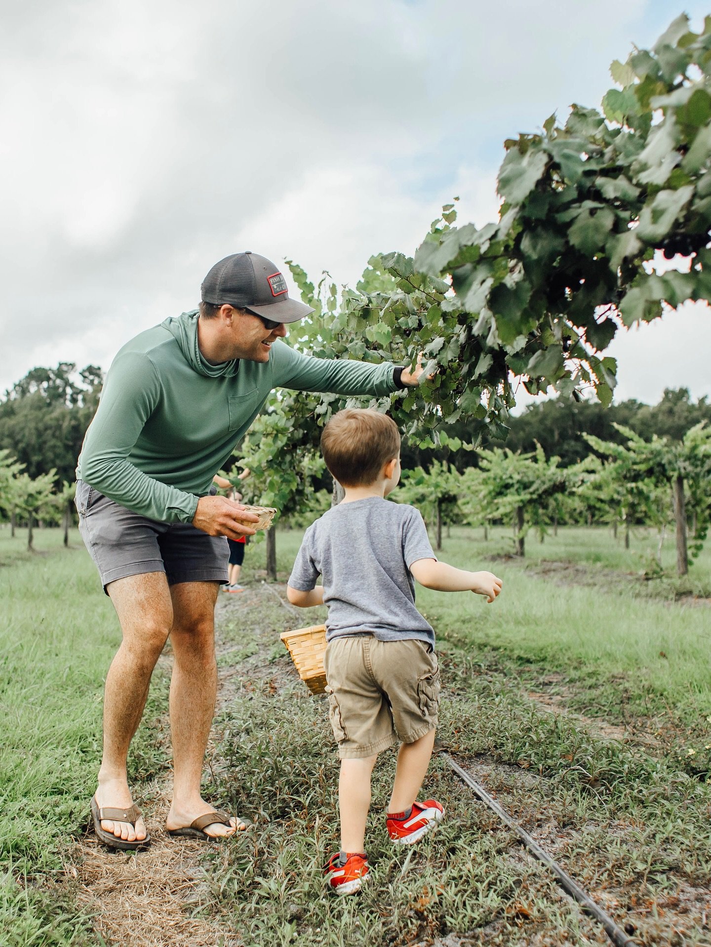 It&rsquo;s muscadine grape season at Congaree and Penn. Our grapevines are abundant with fruit that is yours for the picking &ndash; join us now through August (and maybe a little bit in September).

Thursday 3PM - dusk
Friday 3PM - dusk
Saturday 11A