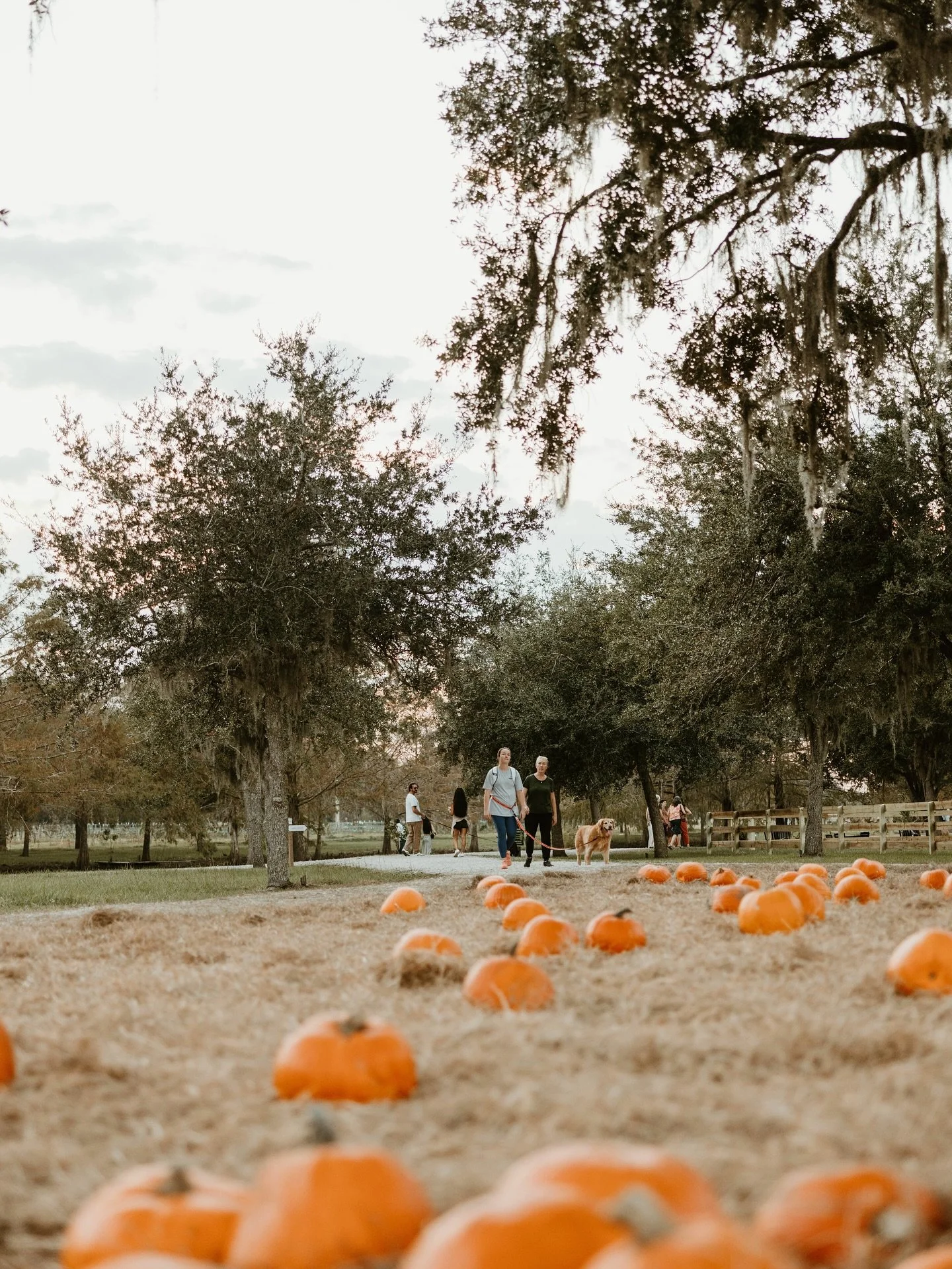 Boo! 🎃 Join us for the last weekend of the pumpkin patch and Fall on the Farm Grounds! Here&rsquo;s what&rsquo;s happening this weekend at Congaree and Penn.

Thursday, October 29
Pumpkin Patch / 3:00 pm - dusk

Friday, October 30
Pumpkin Patch / 3: