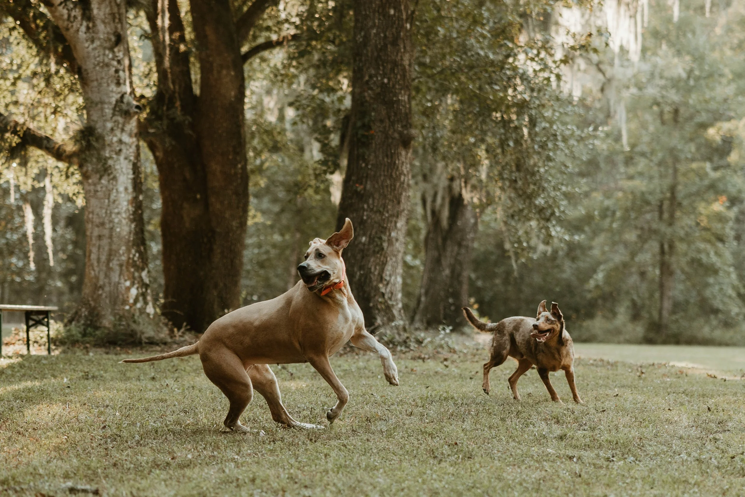ansleypacettiphotographyy-9061.jpg