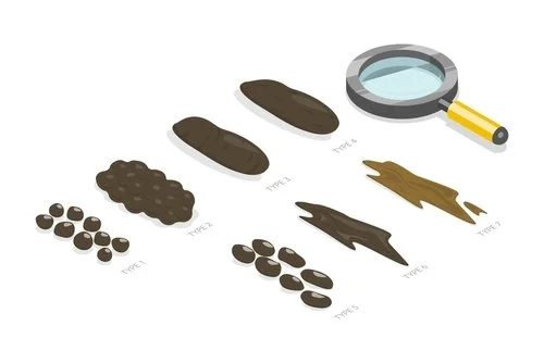 What your poop is                   actually telling you