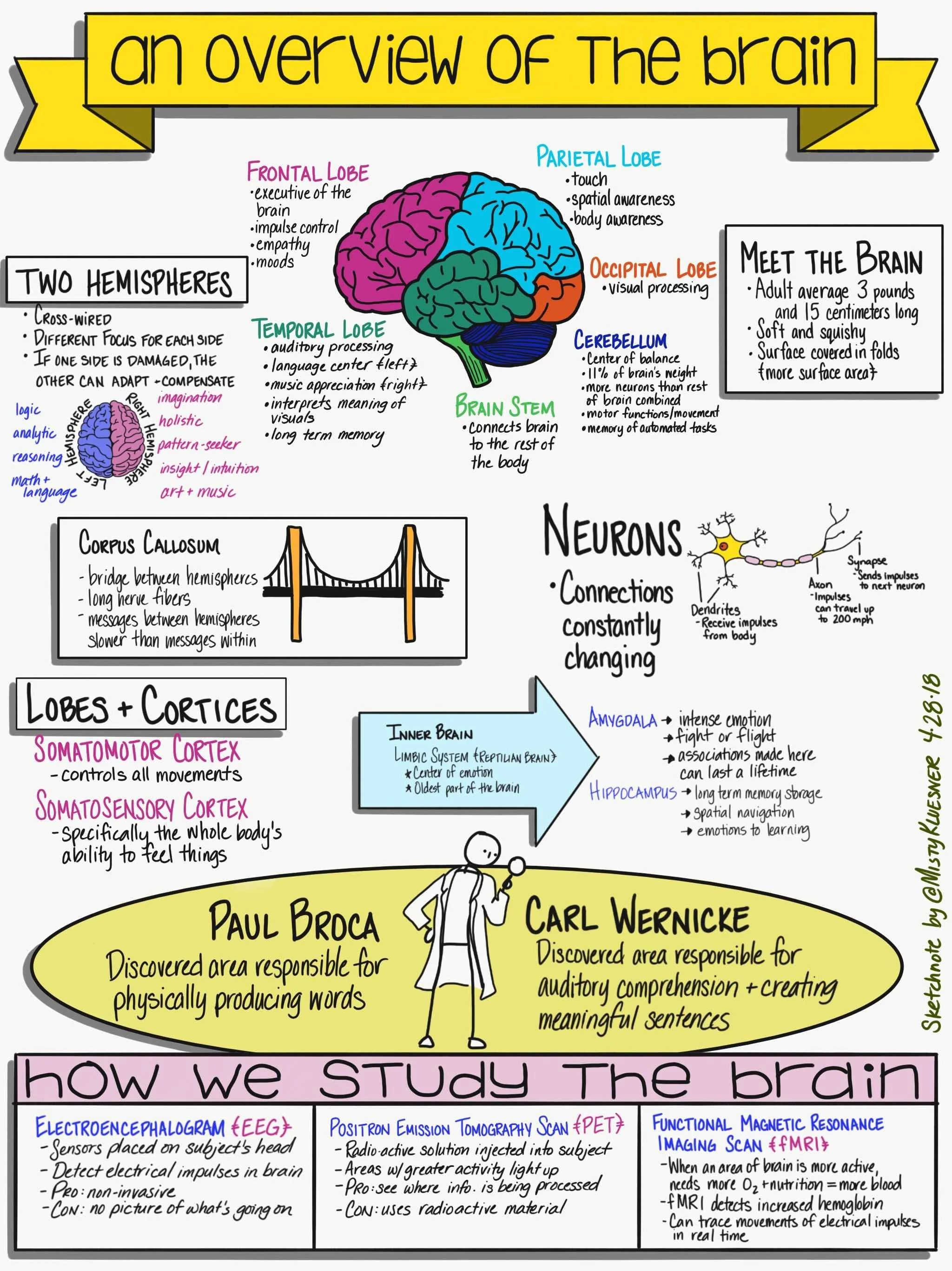 Sketchnote-An_Overview_of_the_Brain.jpg