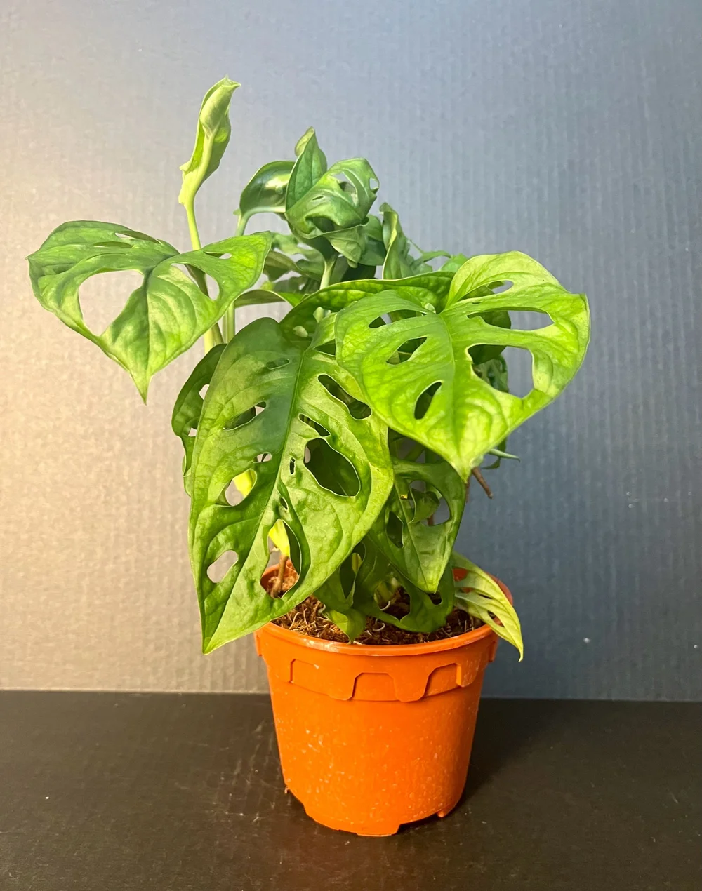 6" Monstera Adansonii  Planting Positivity, LLC