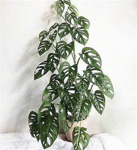monstera-adansonii3.jpeg