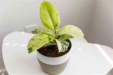 ficusshivereana1.jpeg