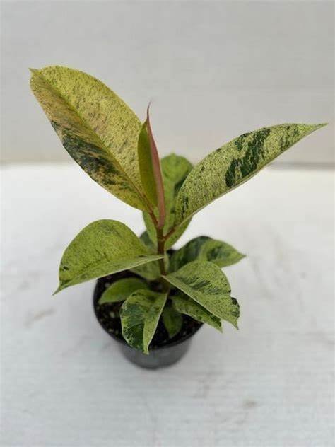 ficusshivereana3.jpeg