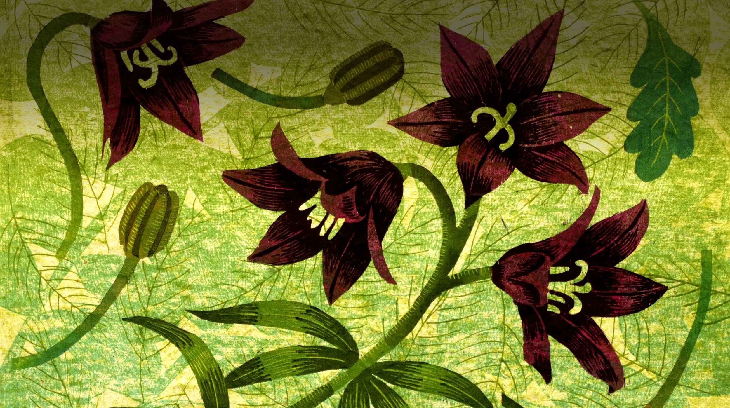 Washington  Wildflowers