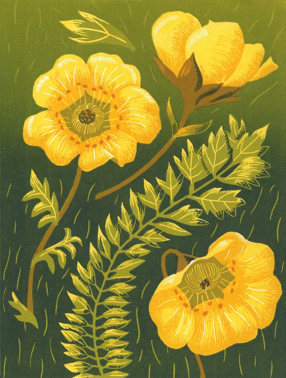 Ross's Avens: 12" x 9", edition of 13