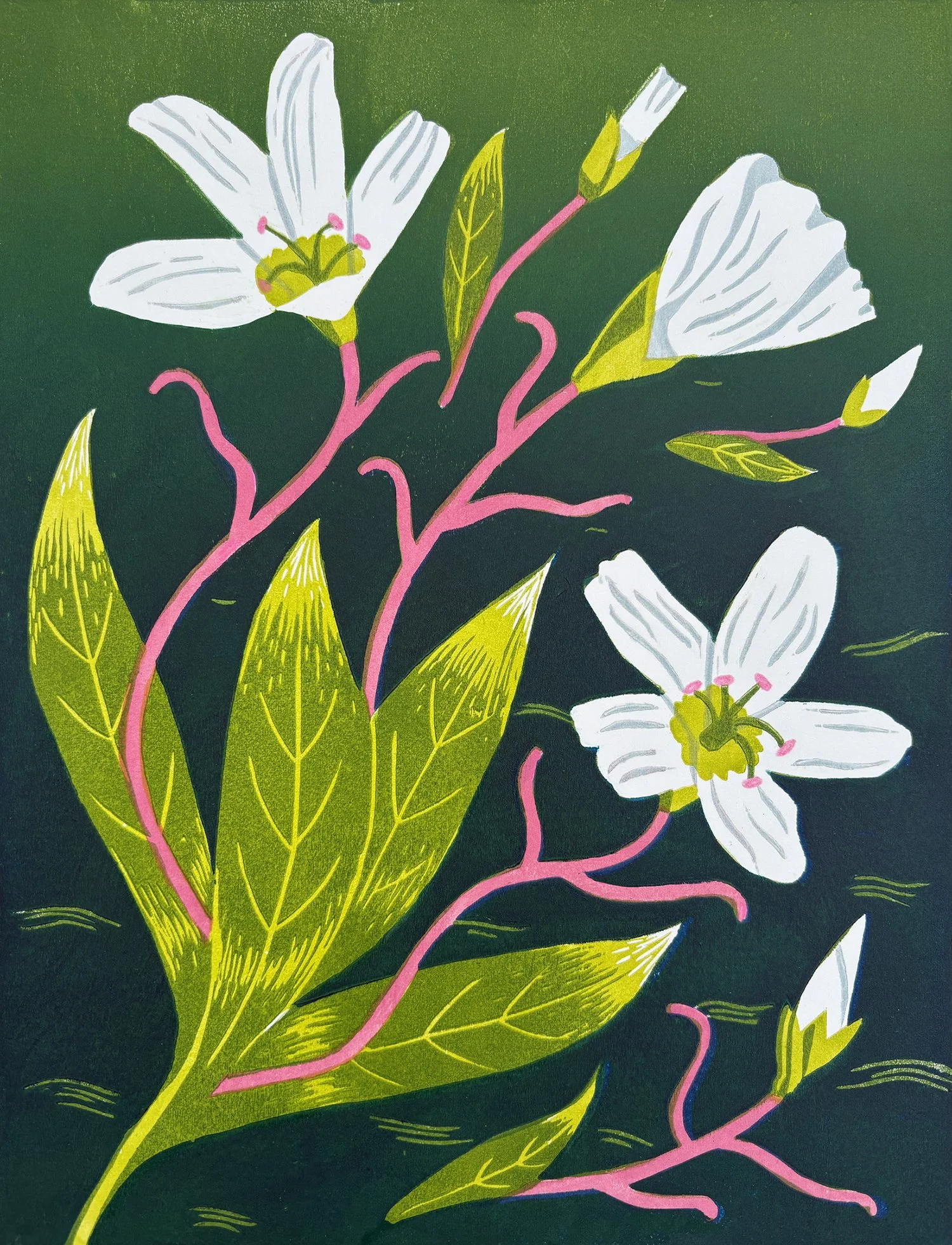 Pacific Lanceleaf Springbeauty: 12" x 9", Edition of 18