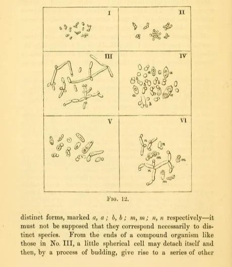 People are not yeast: Redefining disability in research writing