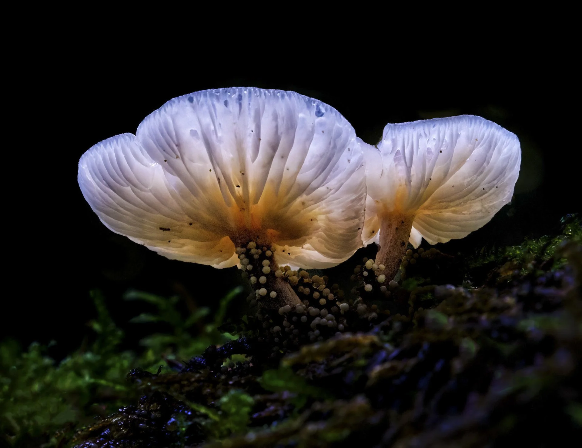 007-Wild_Jacobson_000025_718548_562942_17699-.jpg