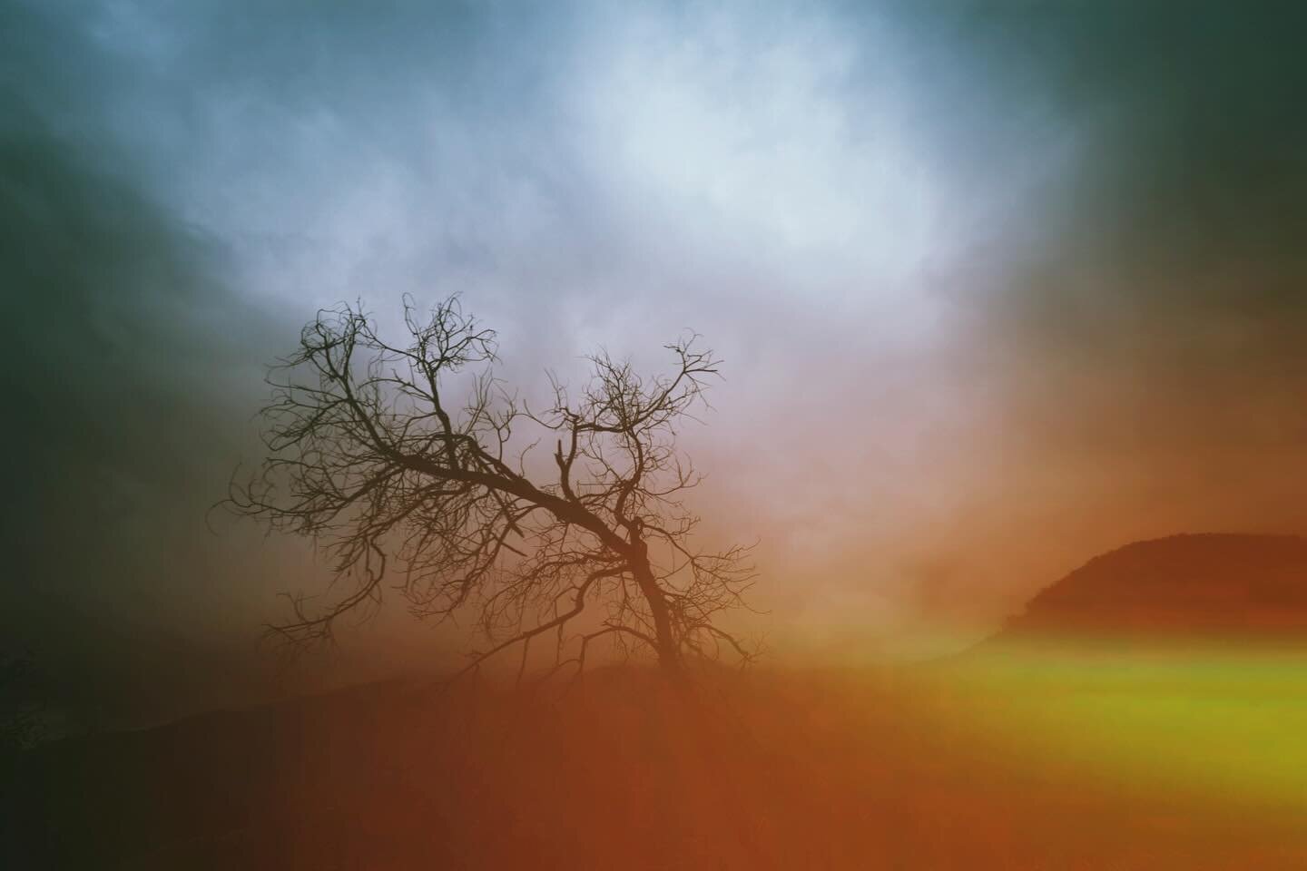 &quot;Colorscapes&quot; Exhibit honorable mention, &quot;Misty Tree &quot; by Joseph Gattulli.  We are excited to present our curated selection of photography responding to the theme &ldquo;Colorscapes.&rdquo; Color has the power to evoke emotions, t