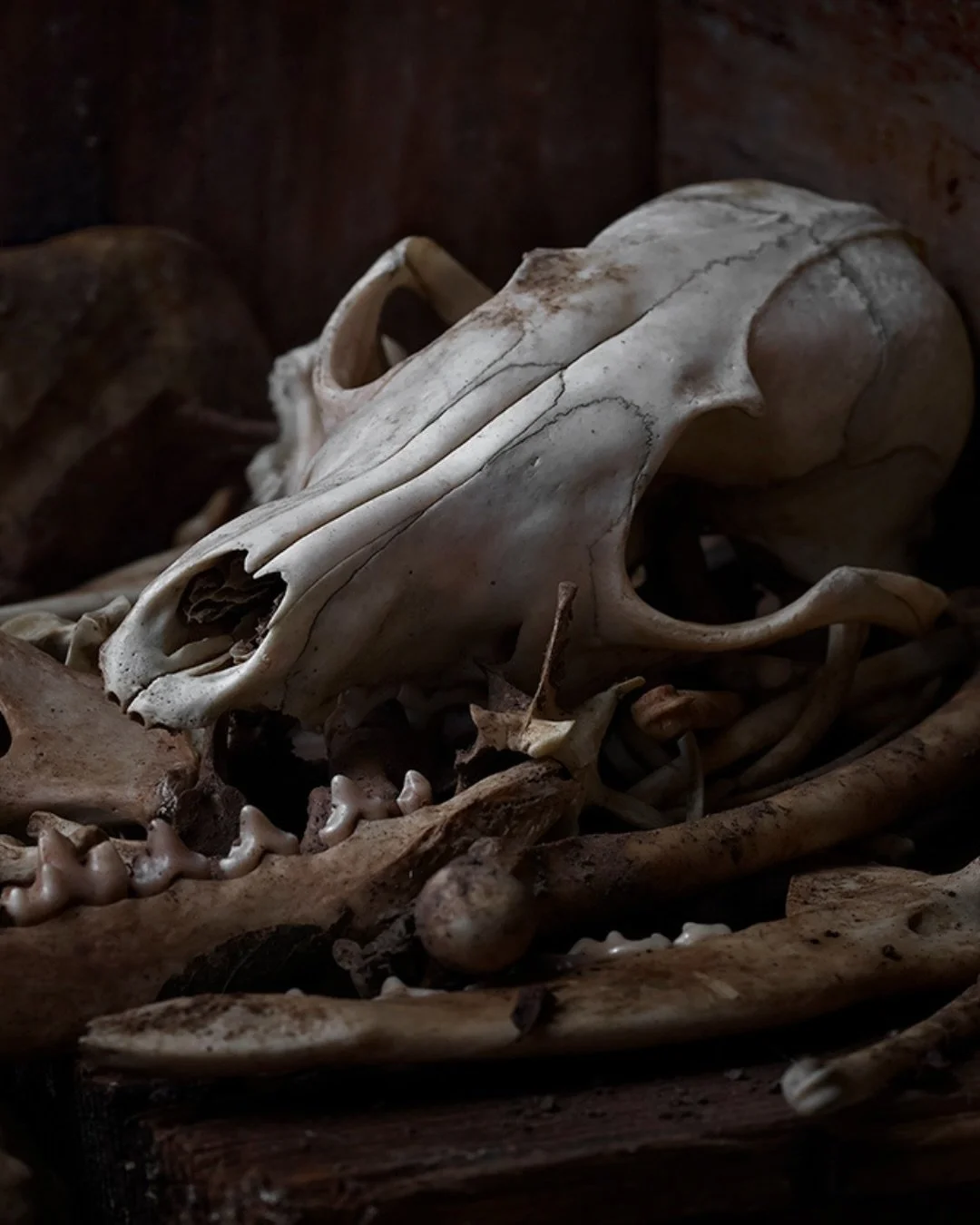 📷 Beauty Illuminated Exhibit
&ldquo;Kit Fox Kit&rdquo; by Kirk Decker

Here, stillness becomes a story.
Bone, dust, and shadow gather like quiet archivists,
holding the memory of a life once swift and wild.

Light brushes gently across the skull,
re