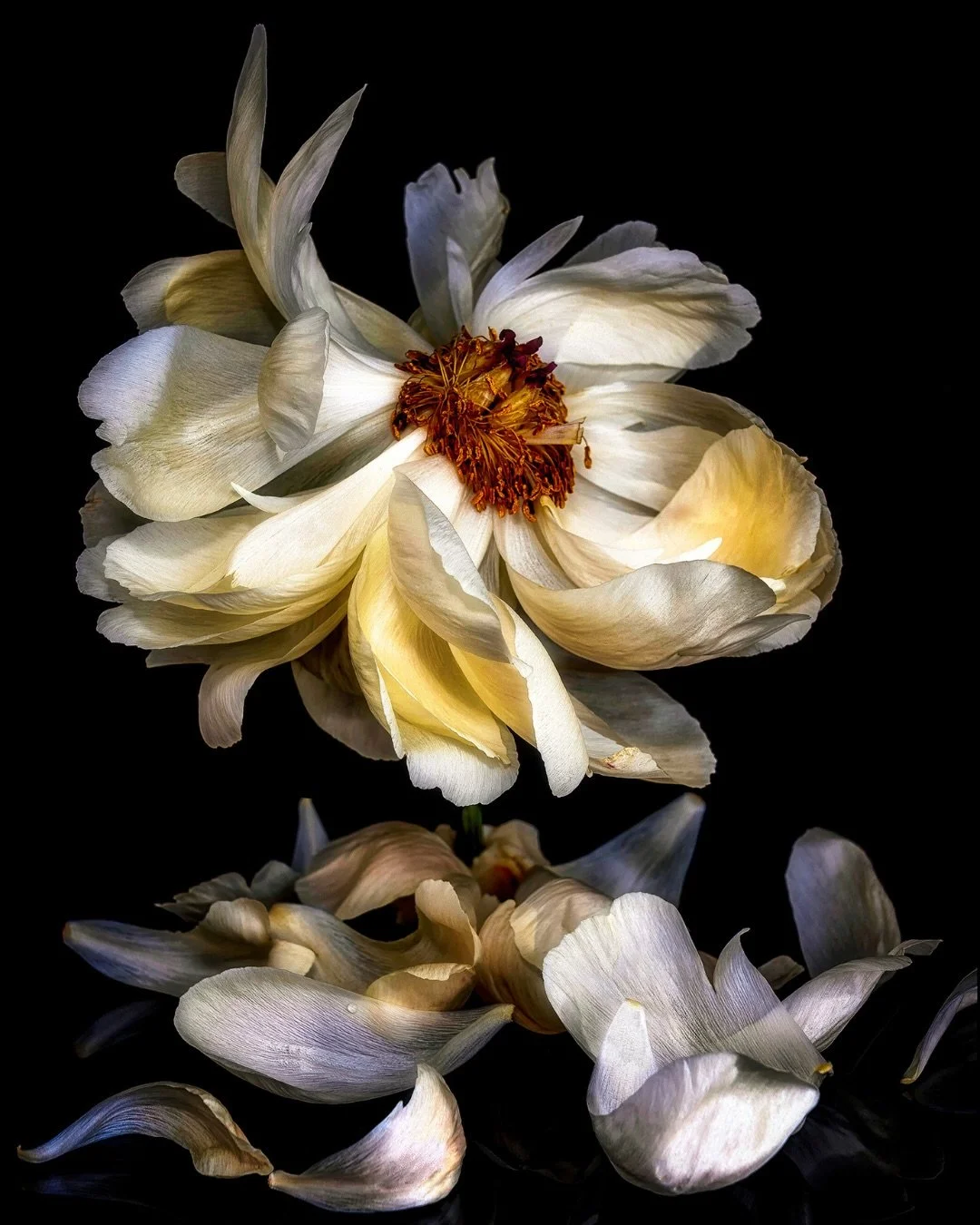 📷 Beauty Illuminated Exhibit
&ldquo;White Peony in Decline&rdquo; by Barbara Brundage @barbarabrundage 

A bloom at the edge of surrender &mdash;
petals loosening, colors softening,
beauty shifting into its final, luminous form.
A flower unfolding i