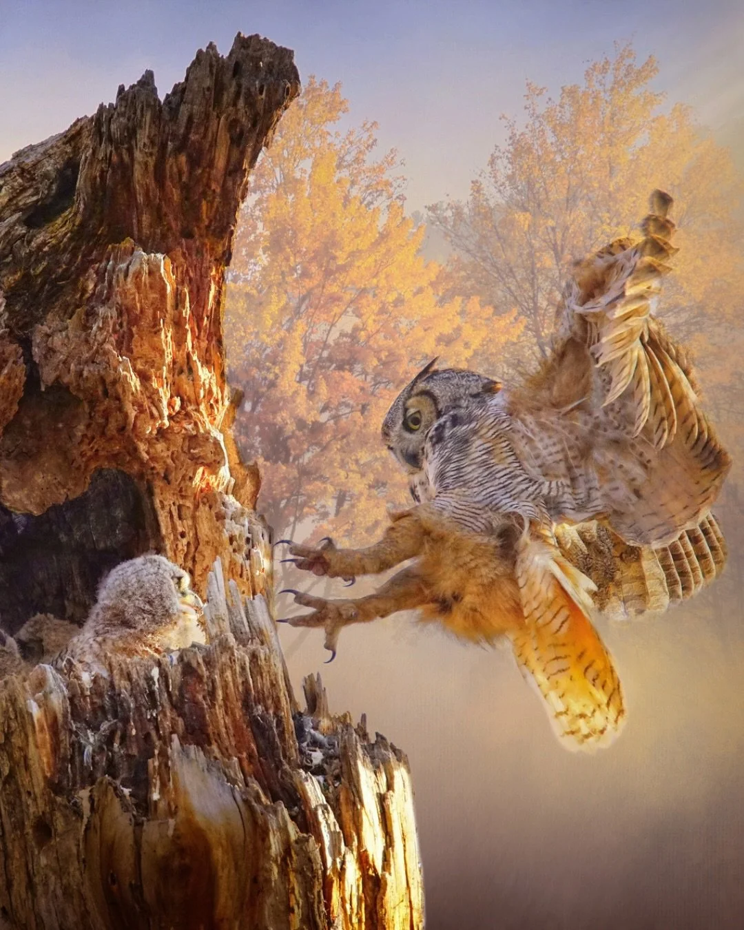 📷 lightvisions Exhibit
Honorable Mention &mdash; &ldquo;Coming Home&rdquo; by Maureen Ravnik

Golden wings cut through autumn light &mdash; arrival and belonging suspended between branches, a moment of return held in the hush of the forest.

🖤 Our 