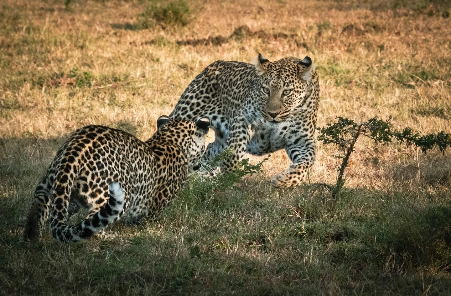 📷 Travel Dreams Exhibit
&ldquo;Early Morning Antics&rdquo; by Jenny Adams

Two young leopards burst into motion as the day begins, their playful energy unfolding in the soft light of morning. Travel here becomes an invitation into the intimate rhyth