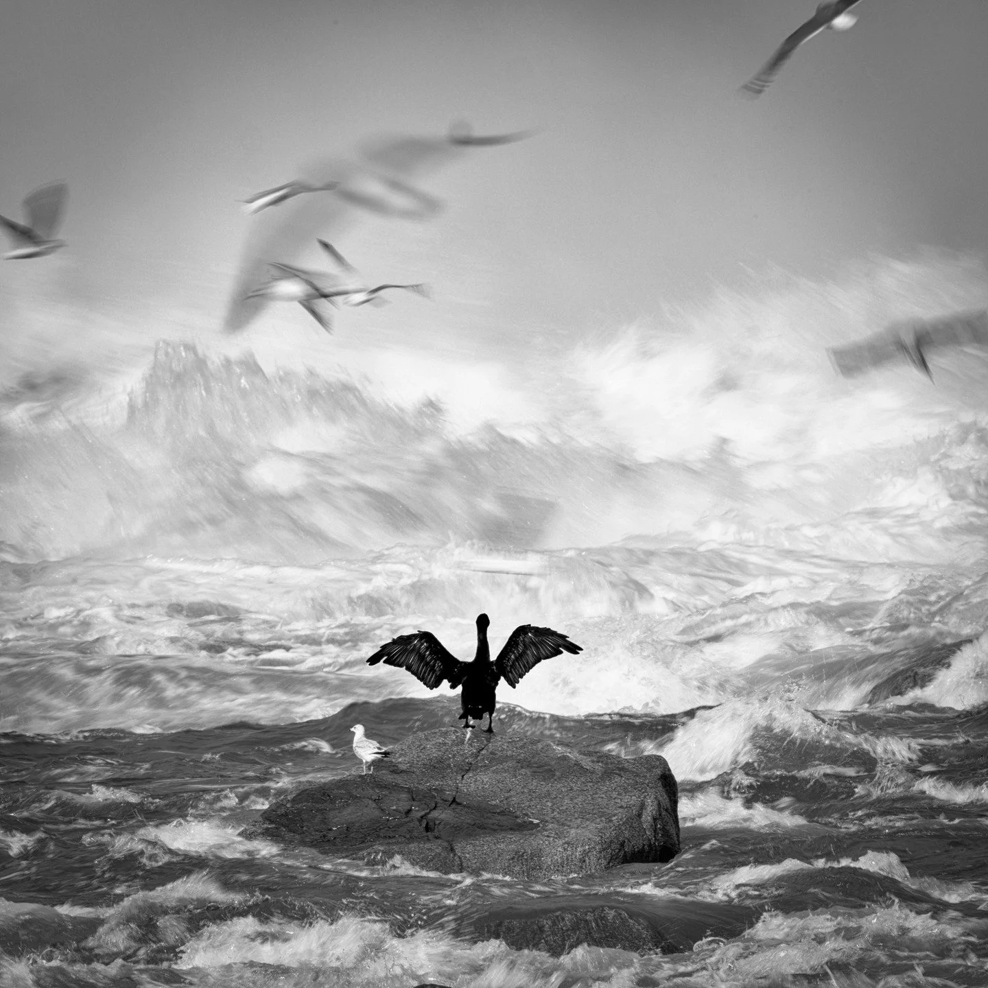 📷 B&amp;W: The Poetry of Light &amp; Shadow
&ldquo;Small Bird, Great Water&rdquo; by Elizabeth Gabriel Brooke (@elizabethgbrookephotography)

A study in scale, force, and presence. Wings open against the surge &mdash; a fragile body meeting somethin
