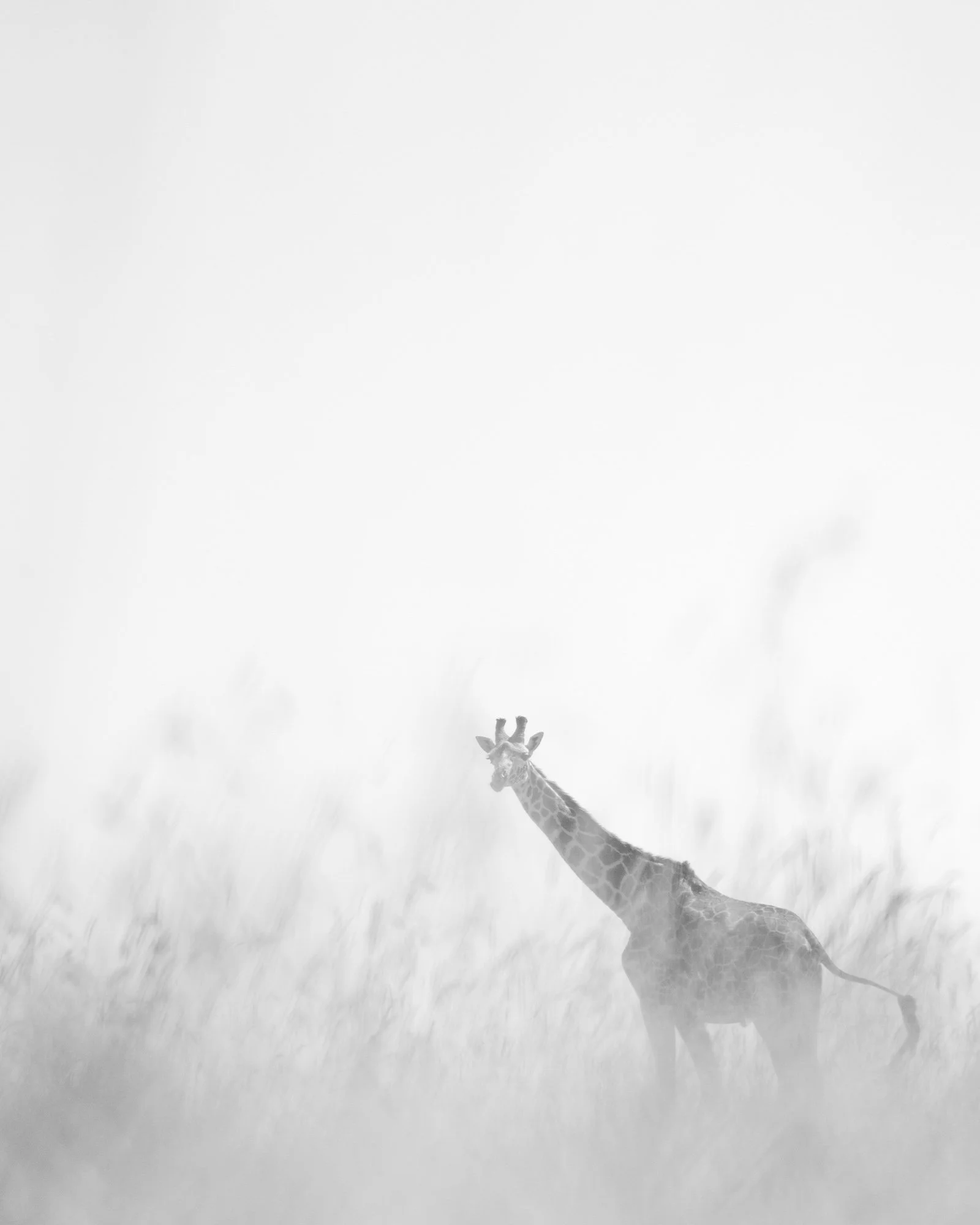 The Tall Grass
