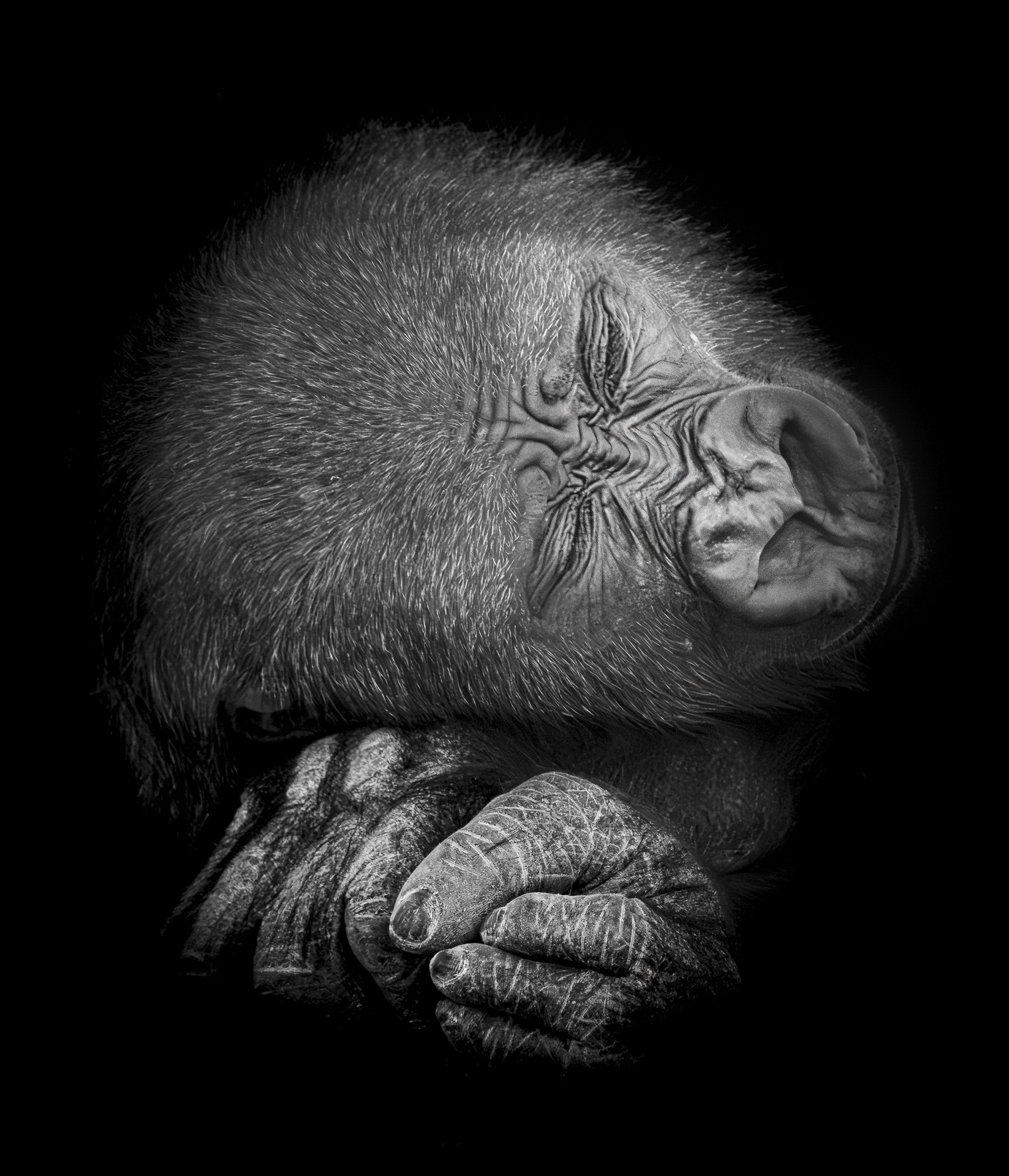 004-Wild_Kahn_000027_691923_373852_17699-.jpg