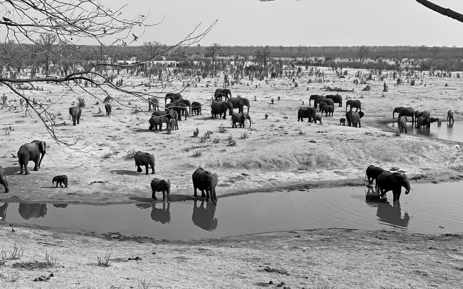 014-Wild_Peterson_000047_739165_966347_17699-.jpg