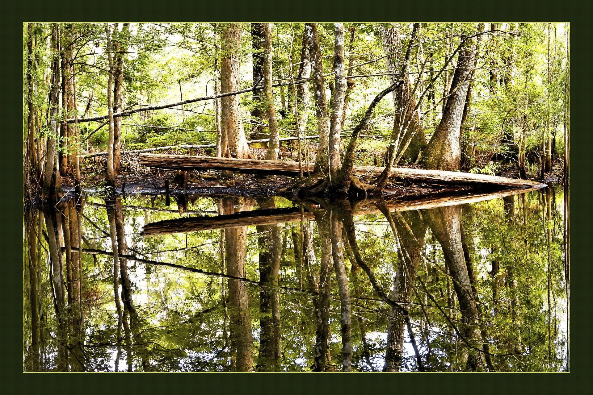 018-Wild_Stevens_000057_735317_060618_17699-.jpg